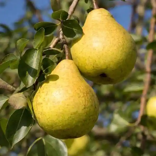 Päron