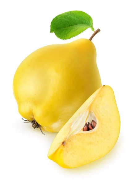 Kvitten